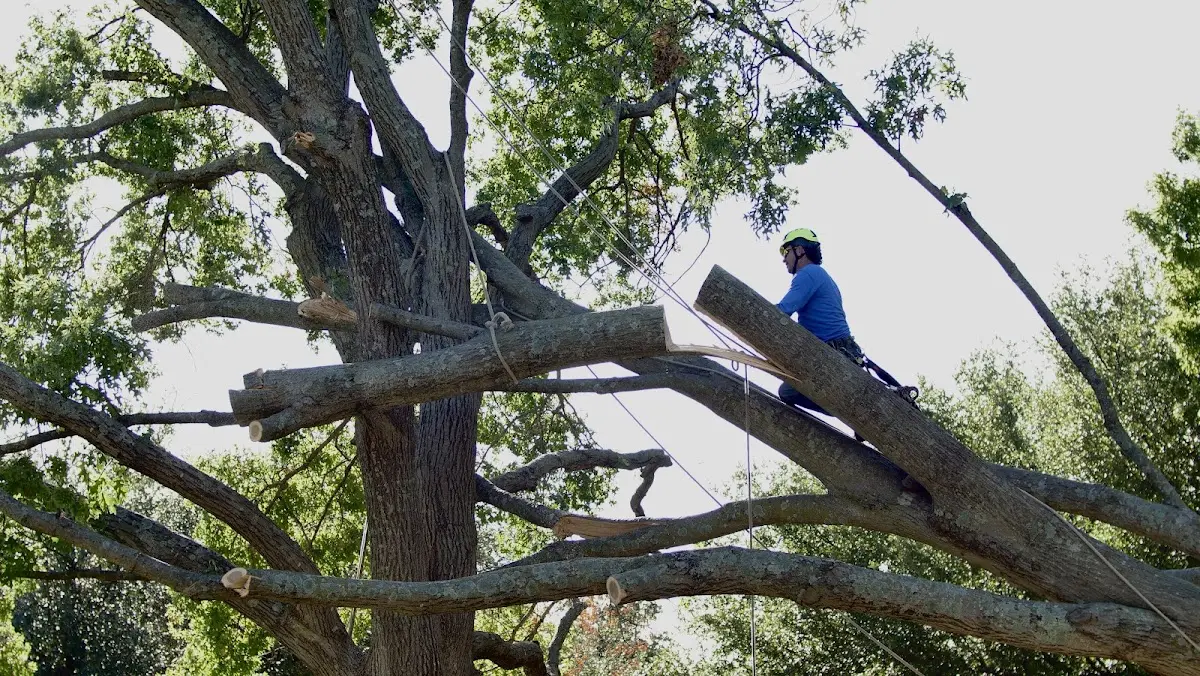 Professional Crown Thinning performed by certified arborists in Mableton