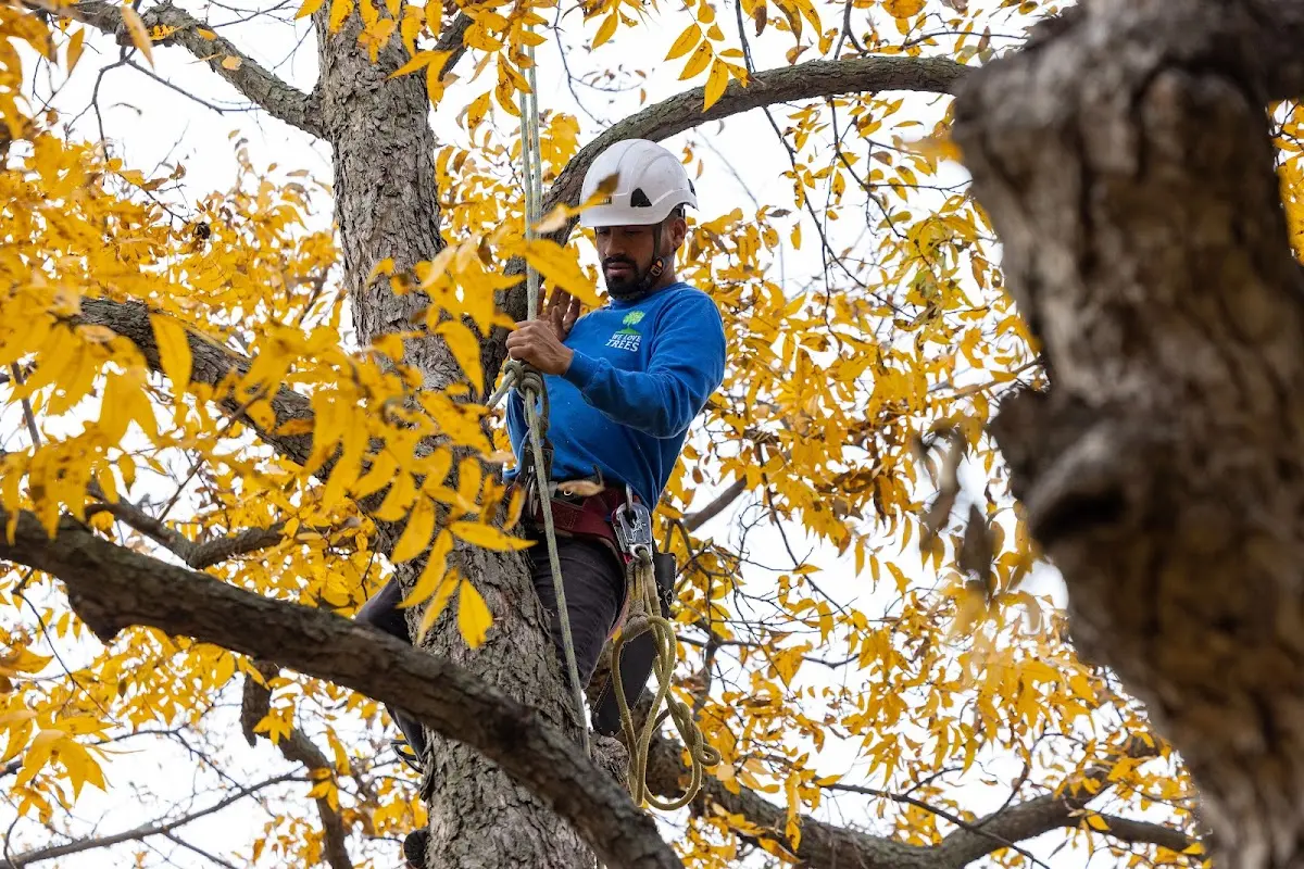 Skilled Tree Planing crew working in Mableton