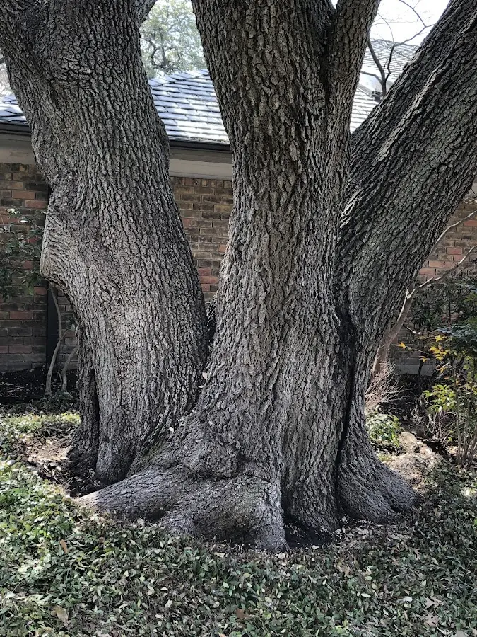 Mature heritage tree close to a Mableton property cared for by certified arborists